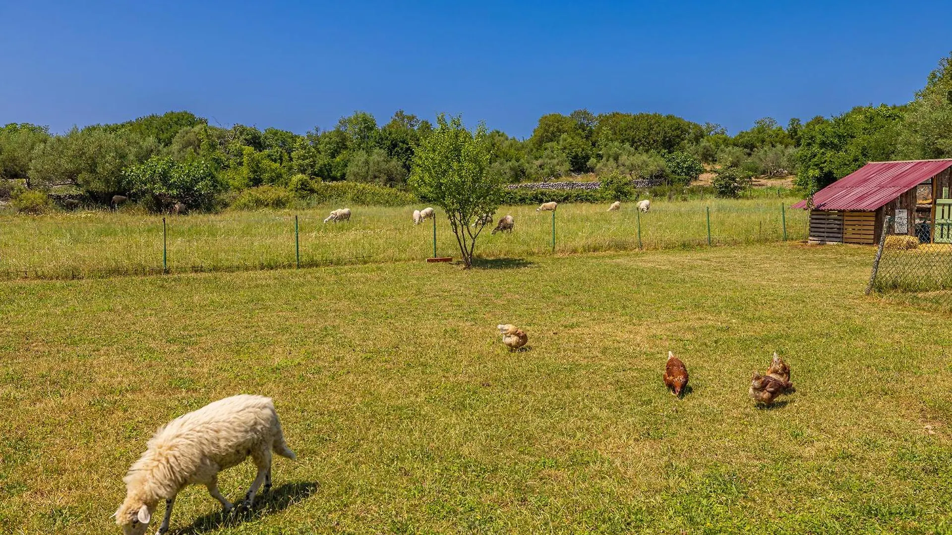 Villa Franolic Bajcici
